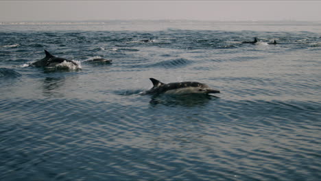 a pod of dolphins swimming in the ocean near the coast