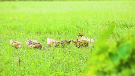 Schöne-Indische-Desi-Ente,-Die-Auf-Dem-Feld-Weidet