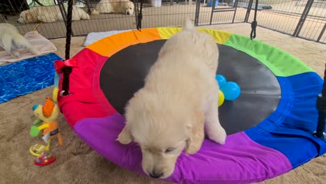 Golden-Retriever-Puppy-Jumping-Off-Hanging-Round-Hammock-Indoors