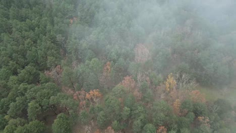 Amazing-view-of-forest-during-autumn