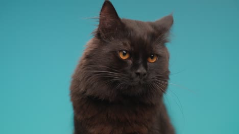 hermoso gato mestizo negro mirando hacia los lados y hacia arriba, sacando la lengua y lamendo la nariz mientras está sentado frente al fondo azul en el estudio