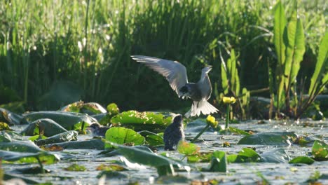 beautiful medium shot of an adult black tern swooping down to feed her chick a dragonfly while sitting on water soldier in wetlands, slow motion