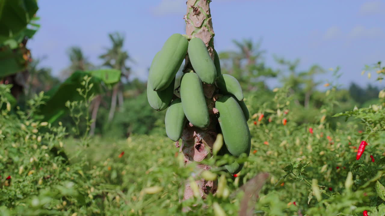 un videoclip panorámico de izquierda a derecha que muestra un árbol de papaya con frutos verdes y plantas de pimienta de chile circundantes en bali, indonesia