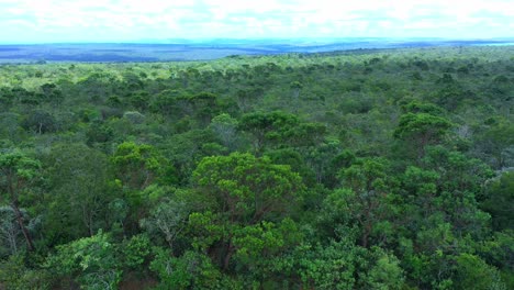 The-Brazilian-rainforest-bordering-the-savannah-cerrado-where-trees-will-be-destroyed-to-make-room-for-more-farmland---aerial-view