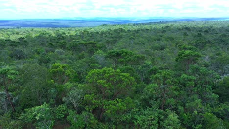 the brazilian rainforest bordering the savannah cerrado where trees will be destroyed to make room for more farmland - aerial view