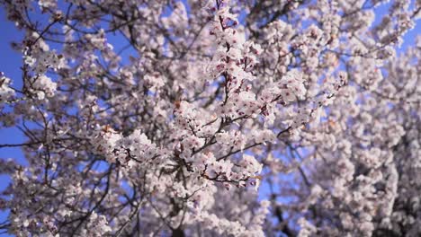 Primer-Plano-Giratorio-De-Flores-De-Cerezo-Y-El-Cielo-Azul