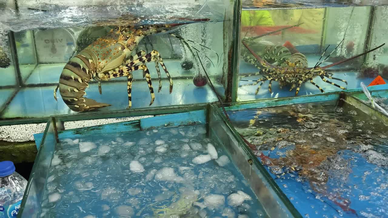 Live Lobsters at a Seafood Market