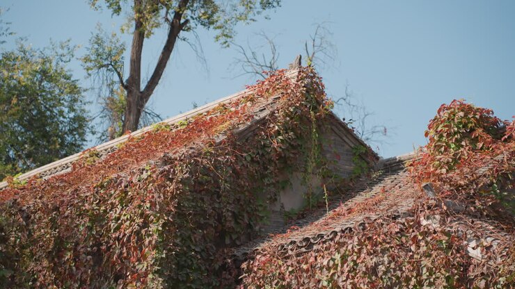 Tetto soleggiato con fogliame autunnale che svolazza. Casa in mattoni invecchiati sotto la morbida luce del sole con vegetazione rampicante. Slow motion cinematografico che cattura viti strutturate e mattoni in disfacimento nella luce dorata.