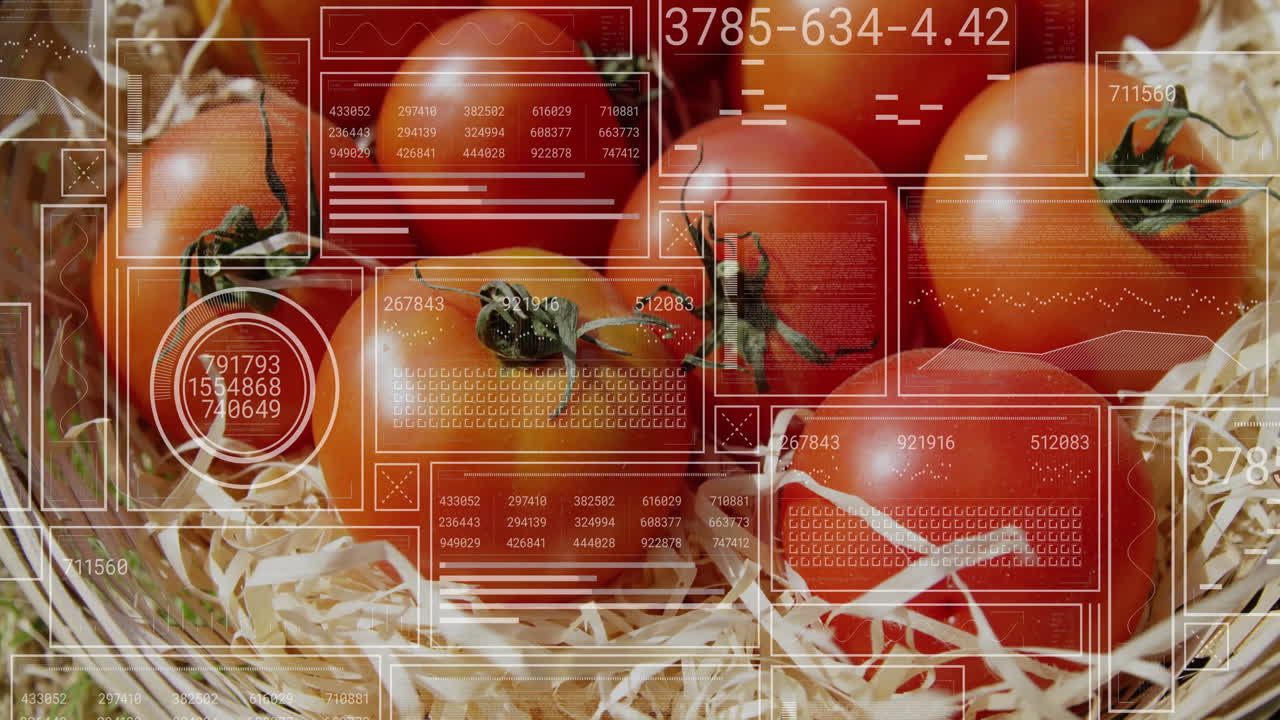 Digital data processing overlay on tomatoes in straw in agricultural setting
