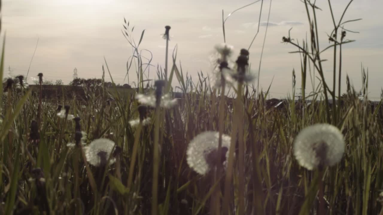 Seeding dandelions and buttercups in summer countryside meadow wide landscape tilting shot
