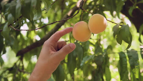 hand reaching up and pointing at a peach