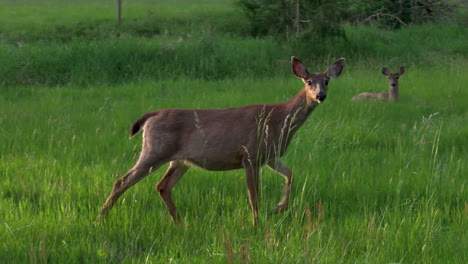 deer sitting in meadow near creek