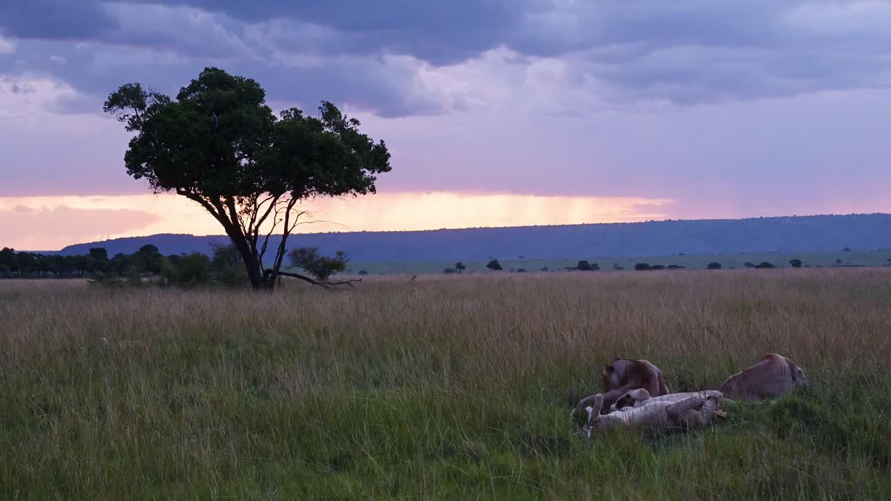 bela paisagem ao anoitecer com um orgulho de leões deitados olhando para a incrível reserva nacional maasai mara, quênia, áfrica animais de safari em masai mara north conservancy