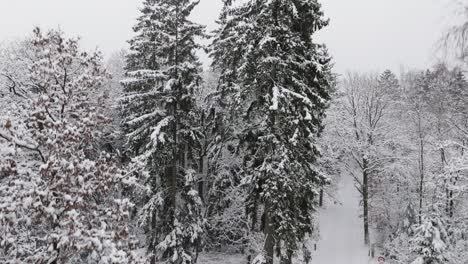 Aerial-view-of-a-snowy-forest-in-northern-germany