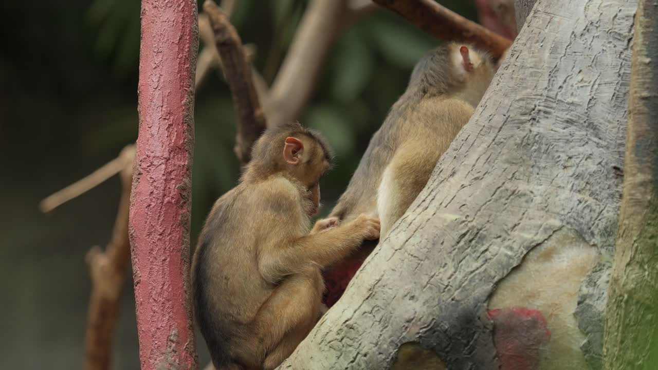 Monkey Grooming Ritual – Social Bonding in the Wild