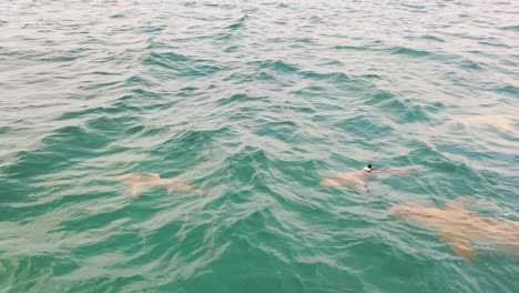 Experience-the-Thrill-of-Shark-Encounter-in-the-Pristine-Blue-Waters-of-Maldives---Footage-of-blacktip-reef-shark-in-their-Natural-Habitat