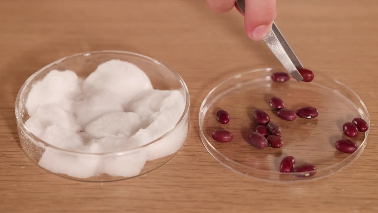 Hands using tweezers to place seeds on cotton wool in a petri dish, under bright lighting on a wooden surface