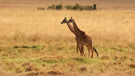 una pareja de jirafas africanas caminando por las praderas de la reserva nacional maasai mara en kenia, áfrica