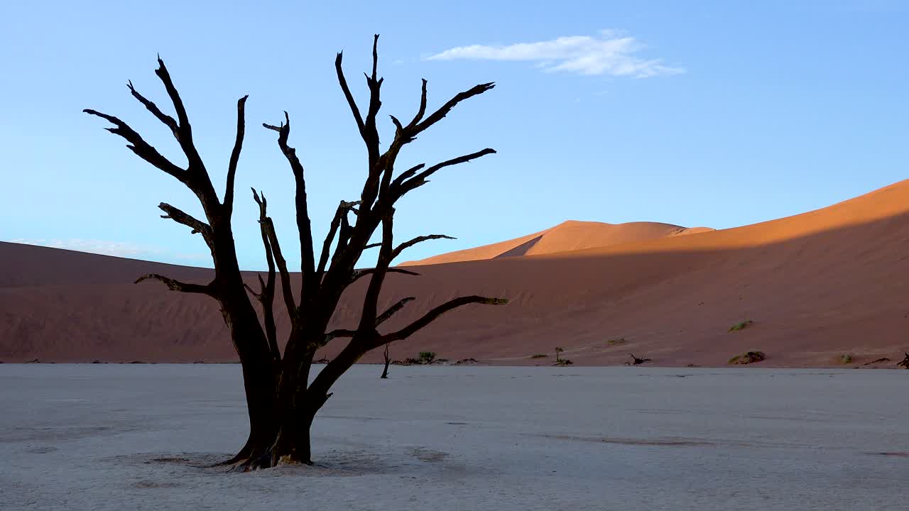 Dead trees silhouetted at dawn at Deadvlei and Sossusvlei in Namib Naukluft National Park Namib desert Namibia 4