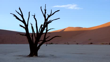 dead trees silhouetted at dawn at deadvlei and sossusvlei in namib naukluft national park namib desert namibia 4