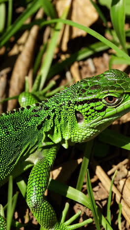 green lizard in grassy environment