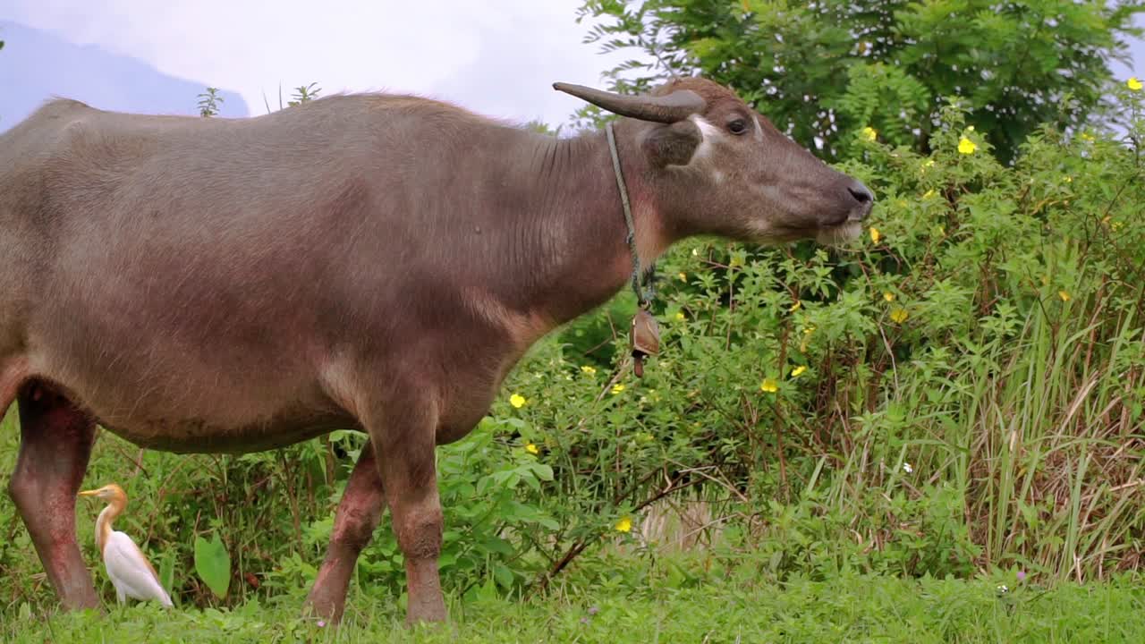 버팔로가 초원에 있고 카메라를 보고 있다