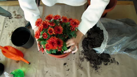 planting vibrant flowers together, african american hands gardening with care
