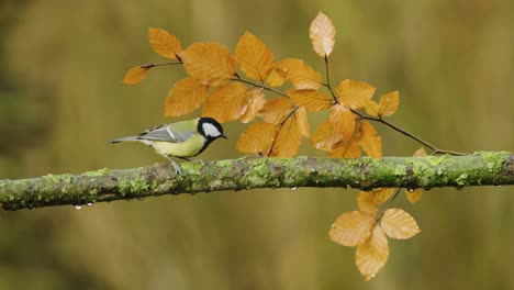 gran pájaro tit volando y volando de una rama en un bosque