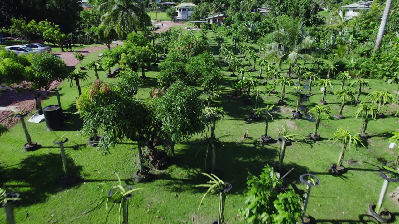 increíble vuelo de drones de una granja de frutas de dragón ubicada en la isla caribeña de trinidad