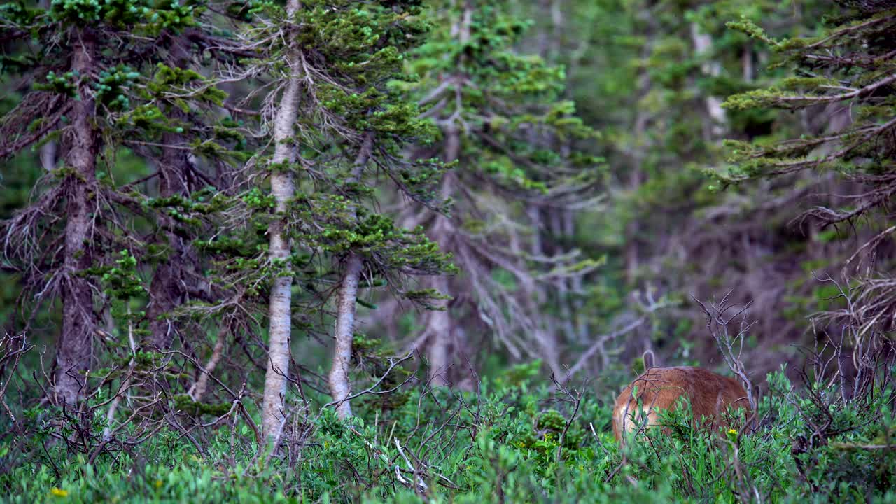 vista de cerca de un venado bura
