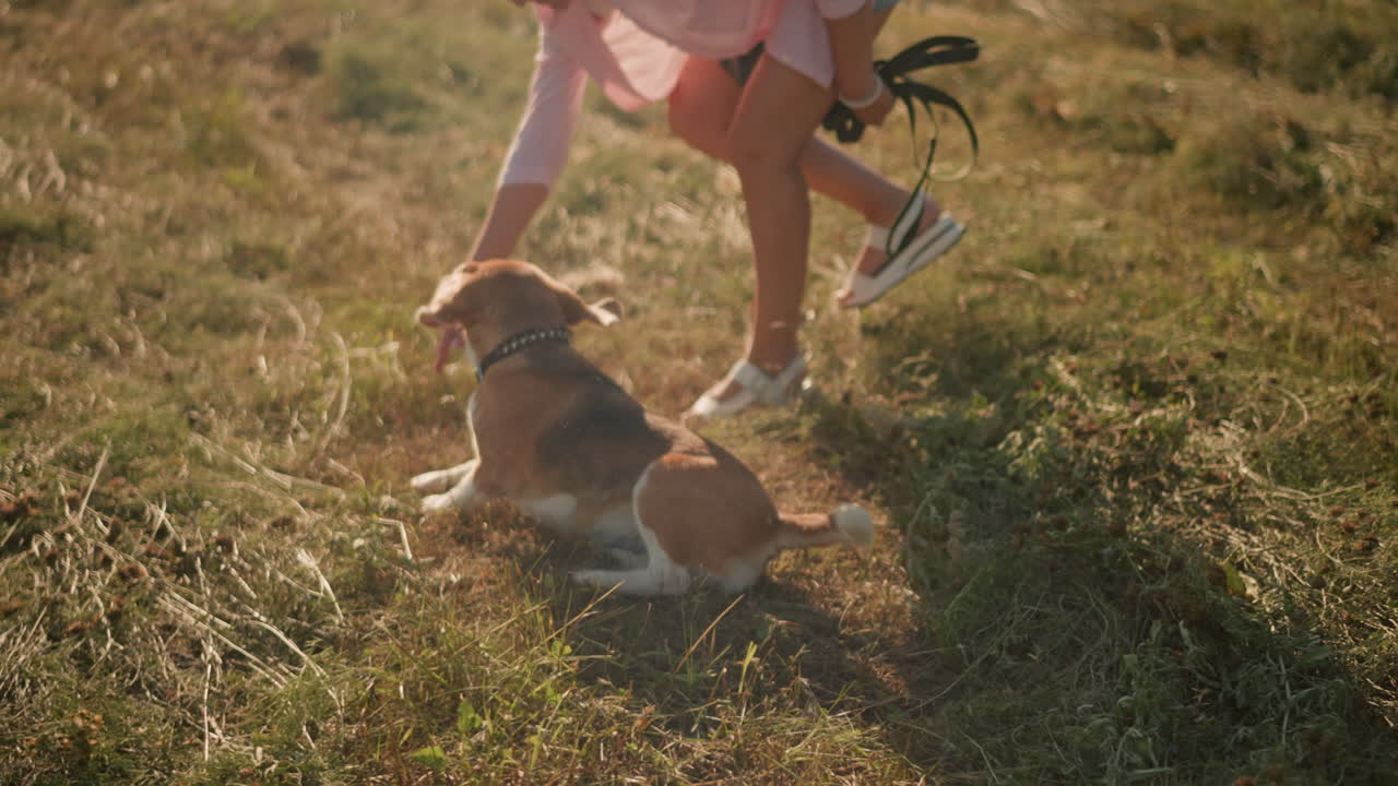 Dog owner in pink shirt and shorts training her dog to roll over in grassy farmland, dog excitedly follows command with tongue out, owner holding rope in left hand, bright sunny day