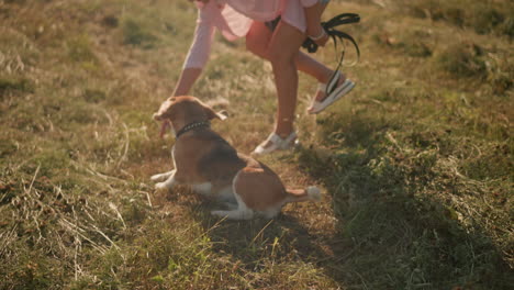 dog owner in pink shirt and shorts training her dog to roll over in grassy farmland, dog excitedly follows command with tongue out, owner holding rope in left hand, bright sunny day