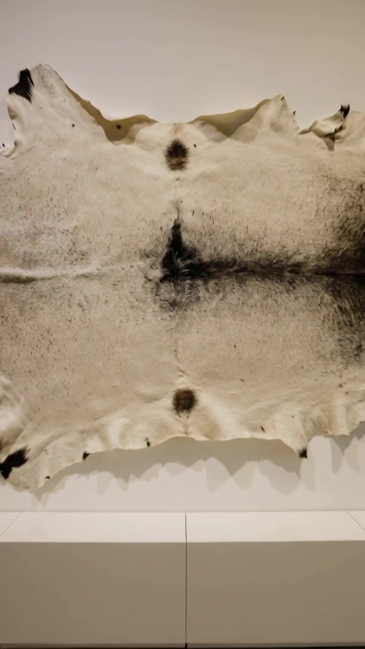 Vertical video: Pulling back camera revealing mounted hide on museum wall for display with stand