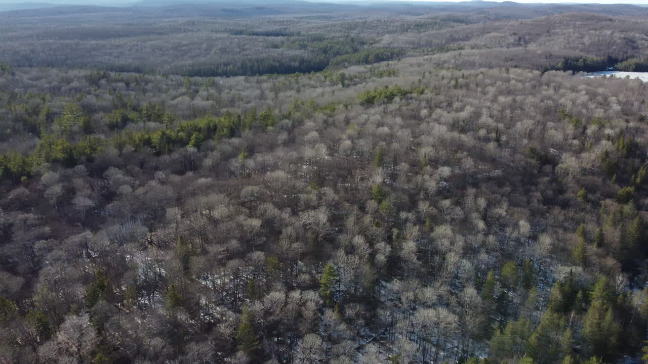 парк широкая панорама деревья воздушная съемка
