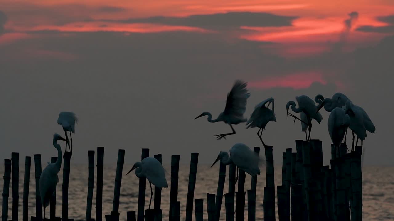 la garceta grande, también conocida como garceta común o garceta grande