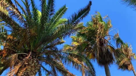 perfect view on palm trees and cloudless blue sky on a windy and sunny day at cypriot mediteranean sea