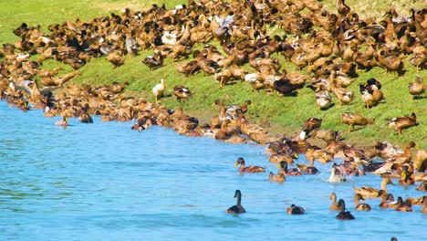 a flock of ducks congregating by a farm pond in bangladesh