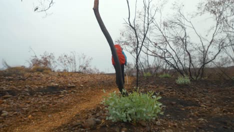 Excursionista-Camina-Más-Allá-De-Un-Nuevo-Crecimiento-En-El-área-Dañada-Por-El-Fuego,-Australia-Central