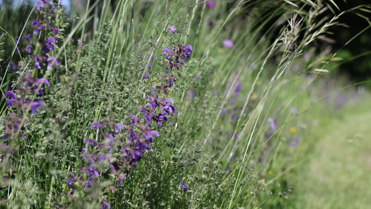Purple flowers in a blooming spring field, background establisher