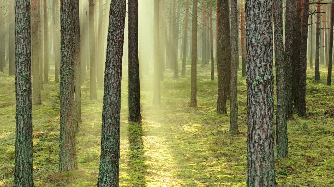 Slow-motion forest shot glides backward as sunlight paints magical woodland glow