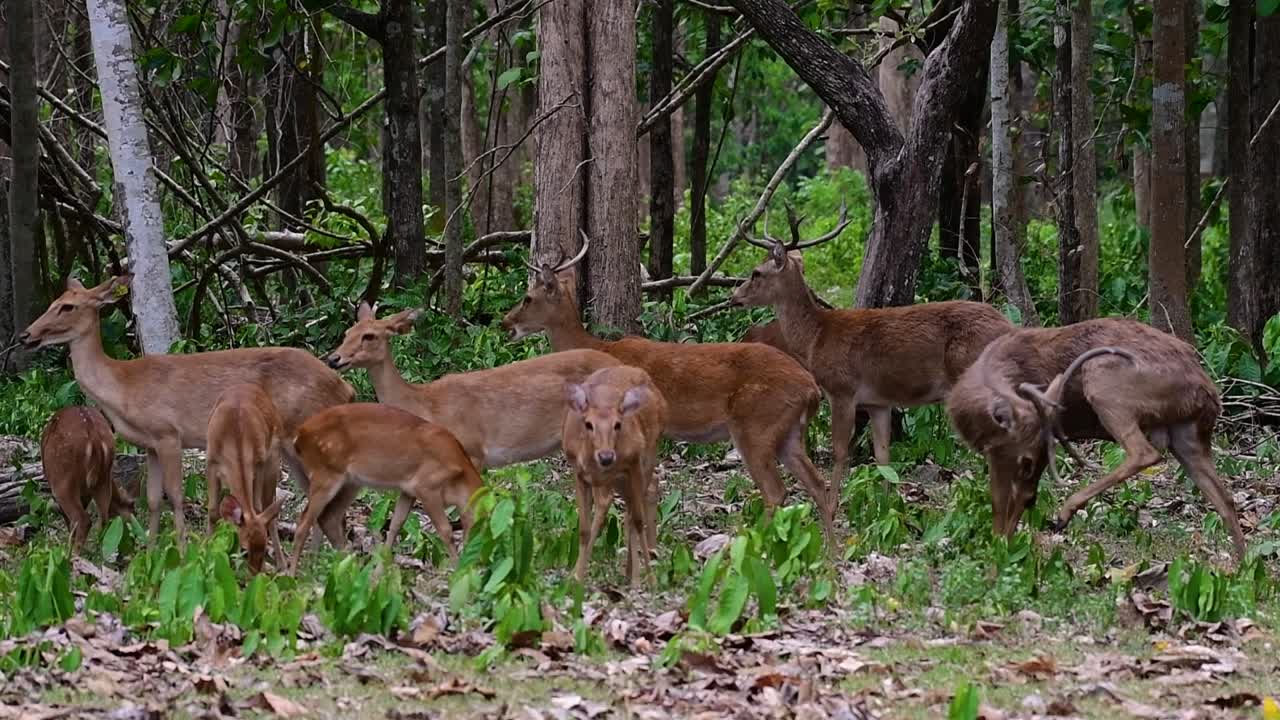 들판의 사슴은 서식지 손실과 사냥으로 인해 멸종 위기에 처한 종입니다.