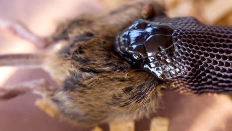 mascota serpiente rey negra mexicana engullendo todo roedor, captura de primer plano