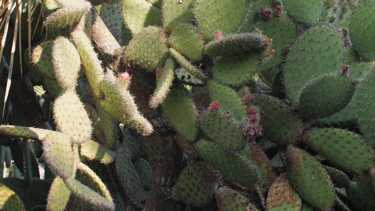 Close up green cactus with yellow spines within a desert environment, city park in Barcelona, Montjuic. African background