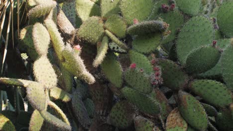 close up green cactus with yellow spines within a desert environment, city park in barcelona, montjuic. african background