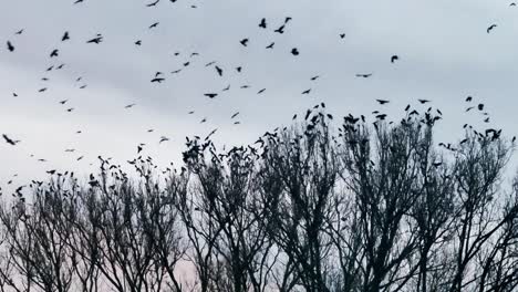 bare trees frame an orange sunset. crows, silhouetted in the winter sky, fly in flocks or perch on frosty branches. the stillness of dusk adds a melancholic calm to the cold landscape.