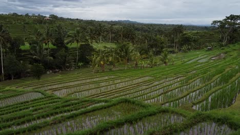 aerial flyover beautiful terraced jatiluwih rice fields on tropical island of bali