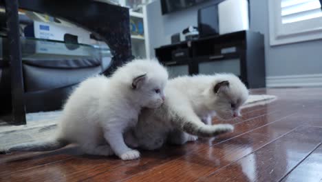 siblings- ragdoll kittens playing on floor