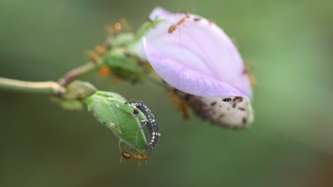 red ants swarm a flower in the wild in the morning