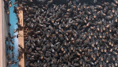 a bustling colony of honey bees resides within the commercial beehive, serving beekeeping purposes