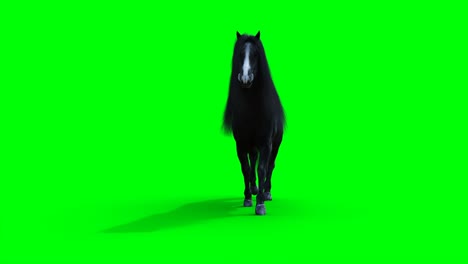 el caballo negro caminando. la animación realista de la pantalla verde.